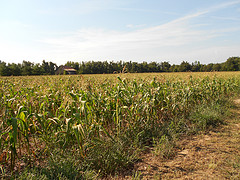 photo of dry corn in US